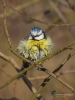 Filename=00624_fotowilga~4.JPG
Filesize=269KB
Dimensions=525x700
Date added=May 27, 2019 00624_fotowilga~4.JPG