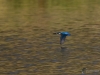 Filename=00626_fotowilga~14.JPG
Filesize=280KB
Dimensions=700x525
Date added=Jan 02, 2019 00626_fotowilga~14.JPG