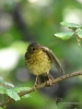Filename=0063_fotowilga~0.JPG
Filesize=346KB
Dimensions=525x700
Date added=Aug 19, 2019 0063_fotowilga~0.JPG