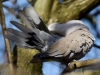 Filename=0063_fotowilga~63.JPG
Filesize=256KB
Dimensions=700x525
Date added=Jul 29, 2018 0063_fotowilga~63.JPG