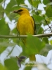 Filename=00641_fotowilga~4.JPG
Filesize=78KB
Dimensions=356x480
Date added=Nov 17, 2016 00641_fotowilga~4.JPG