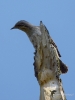 Filename=0064_fotowilga~38.JPG
Filesize=216KB
Dimensions=525x700
Date added=Jun 05, 2017 0064_fotowilga~38.JPG