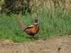 0064_fotowilga~53.JPG