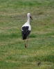 Filename=0064_fotowilga~57.JPG
Filesize=270KB
Dimensions=550x700
Date added=Jan 29, 2019 0064_fotowilga~57.JPG