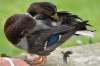 Filename=00659_fotowilga~4.JPG
Filesize=85KB
Dimensions=640x427
Date added=Nov 11, 2015 00659_fotowilga~4.JPG