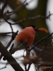 Filename=0065_fotowilga.JPG
Filesize=243KB
Dimensions=525x700
Date added=Nov 13, 2018 0065_fotowilga.JPG