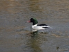 Filename=0065_fotowilga~0.JPG
Filesize=267KB
Dimensions=700x525
Date added=Jan 27, 2019 0065_fotowilga~0.JPG