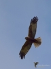 Filename=0065_fotowilga~1.JPG
Filesize=187KB
Dimensions=525x700
Date added=Apr 04, 2019 0065_fotowilga~1.JPG