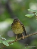 Filename=0065_fotowilga~2.JPG
Filesize=293KB
Dimensions=525x700
Date added=Aug 02, 2019 0065_fotowilga~2.JPG