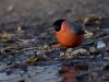 Filename=00660_fotowilga~9.JPG
Filesize=270KB
Dimensions=700x525
Date added=May 09, 2018 00660_fotowilga~9.JPG