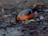 Filename=00663_fotowilga~8.JPG
Filesize=271KB
Dimensions=700x525
Date added=Nov 01, 2019 00663_fotowilga~8.JPG