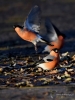 Filename=00667_fotowilga~7.JPG
Filesize=245KB
Dimensions=525x700
Date added=Dec 10, 2017 00667_fotowilga~7.JPG