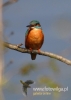 Filename=00668_fotowilga~4.JPG
Filesize=58KB
Dimensions=343x480
Date added=Apr 29, 2015 00668_fotowilga~4.JPG