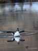 Filename=0066_fotowilga~0.JPG
Filesize=248KB
Dimensions=525x700
Date added=Feb 06, 2019 0066_fotowilga~0.JPG