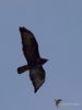 Filename=0066_fotowilga~1.JPG
Filesize=178KB
Dimensions=525x700
Date added=Jul 03, 2019 0066_fotowilga~1.JPG