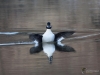 Filename=0067_fotowilga.JPG
Filesize=255KB
Dimensions=700x525
Date added=Feb 07, 2019 0067_fotowilga.JPG