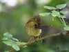 Filename=0068_fotowilga.JPG
Filesize=295KB
Dimensions=700x525
Date added=Aug 21, 2019 0068_fotowilga.JPG