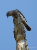 Filename=0068_fotowilga~46.JPG
Filesize=223KB
Dimensions=525x700
Date added=Oct 06, 2017 0068_fotowilga~46.JPG