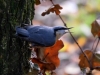 Filename=0068_fotowilga~48.JPG
Filesize=268KB
Dimensions=700x525
Date added=Oct 22, 2017 0068_fotowilga~48.JPG