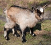 Filename=0068_fotowilga~69.JPG
Filesize=436KB
Dimensions=700x630
Date added=Jun 25, 2019 0068_fotowilga~69.JPG
