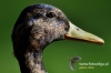 Filename=00695_fotowilga~3.JPG
Filesize=73KB
Dimensions=640x427
Date added=Jan 27, 2016 00695_fotowilga~3.JPG