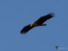 00699_fotowilga.JPG