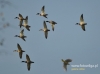 Filename=006_fotowilga~17.JPG
Filesize=60KB
Dimensions=640x475
Date added=Jan 07, 2016 006_fotowilga~17.JPG
