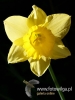 Filename=006_fotowilga~32.JPG
Filesize=64KB
Dimensions=360x480
Date added=Feb 23, 2017 006_fotowilga~32.JPG