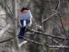 Filename=006_fotowilga~34.JPG
Filesize=96KB
Dimensions=640x480
Date added=Mar 03, 2017 006_fotowilga~34.JPG