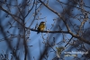Filename=006_fotowilga~35.JPG
Filesize=89KB
Dimensions=640x427
Date added=Mar 15, 2017 006_fotowilga~35.JPG