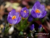 Filename=006_fotowilga~38.JPG
Filesize=87KB
Dimensions=623x480
Date added=Mar 22, 2017 006_fotowilga~38.JPG