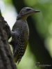 Filename=006_fotowilga~40.JPG
Filesize=230KB
Dimensions=525x700
Date added=Jul 01, 2017 006_fotowilga~40.JPG