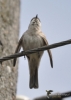 Filename=006_fotowilga~49.JPG
Filesize=182KB
Dimensions=499x700
Date added=Jan 02, 2018 006_fotowilga~49.JPG