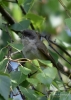 Filename=006_fotowilga~51.JPG
Filesize=247KB
Dimensions=499x700
Date added=Jan 24, 2018 006_fotowilga~51.JPG