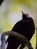 Filename=006_fotowilga~56.JPG
Filesize=211KB
Dimensions=525x700
Date added=Apr 29, 2018 006_fotowilga~56.JPG