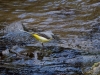 Filename=006_fotowilga~57.JPG
Filesize=353KB
Dimensions=700x525
Date added=May 04, 2018 006_fotowilga~57.JPG