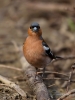 Filename=006_fotowilga~58.JPG
Filesize=235KB
Dimensions=525x700
Date added=Jul 23, 2018 006_fotowilga~58.JPG