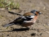 Filename=006_fotowilga~61.JPG
Filesize=287KB
Dimensions=700x525
Date added=Jan 05, 2019 006_fotowilga~61.JPG