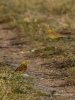 Filename=006_fotowilga~64.JPG
Filesize=323KB
Dimensions=525x700
Date added=Mar 10, 2019 006_fotowilga~64.JPG