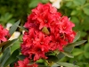 Filename=006_fotowilga~65.JPG
Filesize=297KB
Dimensions=700x525
Date added=Mar 25, 2019 006_fotowilga~65.JPG