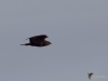 Filename=006_fotowilga~66.JPG
Filesize=162KB
Dimensions=700x525
Date added=May 15, 2019 006_fotowilga~66.JPG