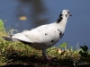 Filename=006_fotowilga~67.JPG
Filesize=252KB
Dimensions=700x525
Date added=Jul 26, 2019 006_fotowilga~67.JPG