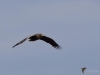 Filename=006_fotowilga~68.JPG
Filesize=157KB
Dimensions=700x525
Date added=Oct 07, 2019 006_fotowilga~68.JPG