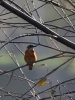 Filename=006_fotowilga~70.JPG
Filesize=314KB
Dimensions=525x700
Date added=Nov 05, 2019 006_fotowilga~70.JPG