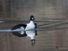 Filename=0070_fotowilga.JPG
Filesize=260KB
Dimensions=700x525
Date added=Feb 06, 2019 0070_fotowilga.JPG