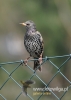 Filename=0070_fotowilga~18.JPG
Filesize=69KB
Dimensions=343x480
Date added=Sep 01, 2015 0070_fotowilga~18.JPG