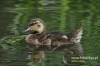 Filename=0071_fotowilga~14.JPG
Filesize=108KB
Dimensions=640x427
Date added=Jan 12, 2015 0071_fotowilga~14.JPG