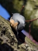 Filename=0071_fotowilga~54.JPG
Filesize=267KB
Dimensions=525x700
Date added=Feb 19, 2018 0071_fotowilga~54.JPG