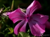 Filename=00729_fotowilga~4.JPG
Filesize=234KB
Dimensions=700x525
Date added=May 15, 2017 00729_fotowilga~4.JPG