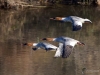 Filename=00736_fotowilga~4.JPG
Filesize=268KB
Dimensions=700x525
Date added=May 09, 2019 00736_fotowilga~4.JPG